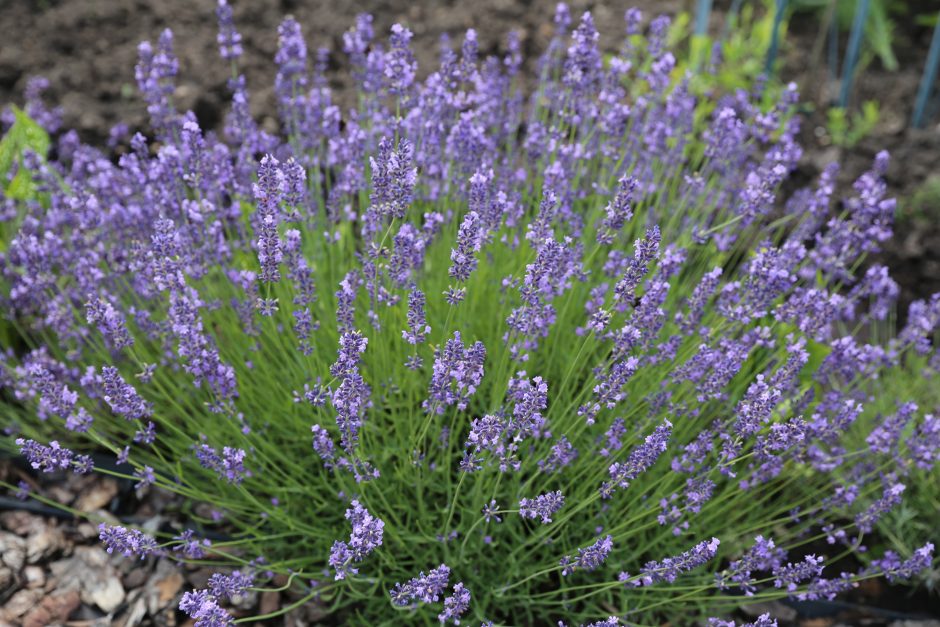 Gražiausių pakaunės sodybų šeimininkai: užtenka laiko ir tvarkytis, ir pasigrožėti