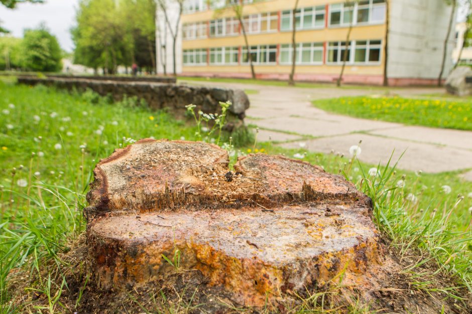 Dainavoje iškirsta pora dešimčių medžių: kodėl?