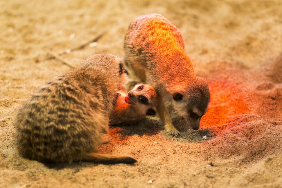 Vilniuje zoologijos sodo atidarymą pasitiko piketas