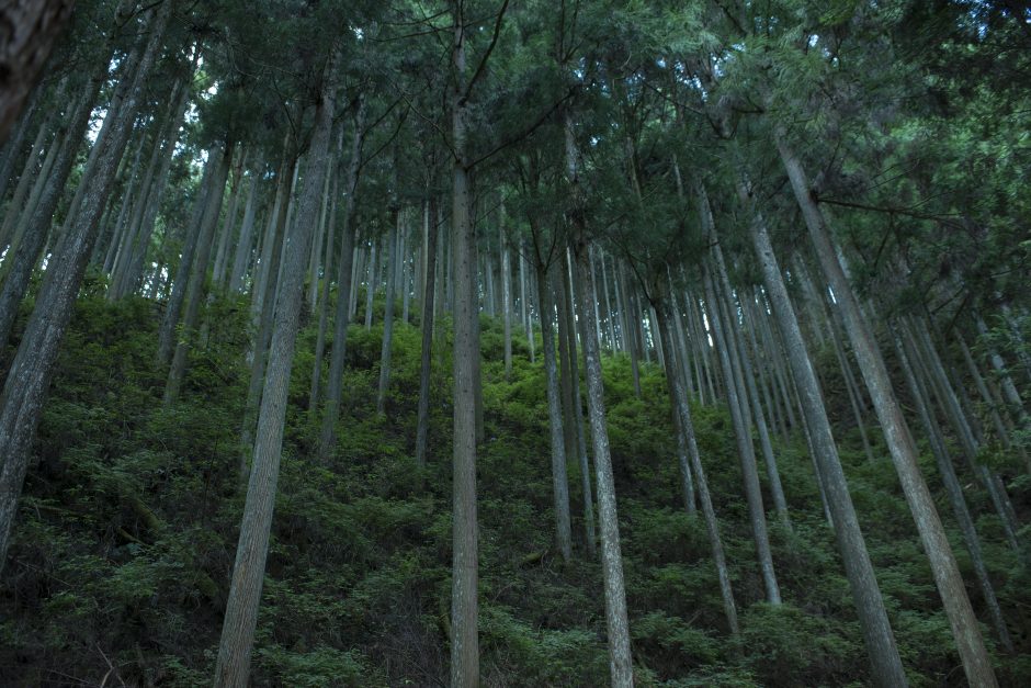 Tarptautinis Kauno kino festivalis – apie kuratorystę ir išprotėjusį kino žemėlapį