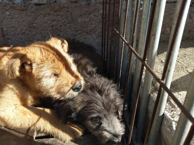 Netikėtas siuntinys į biurą suminkštino vadovo širdį ir atvėrė piniginę keturkojams