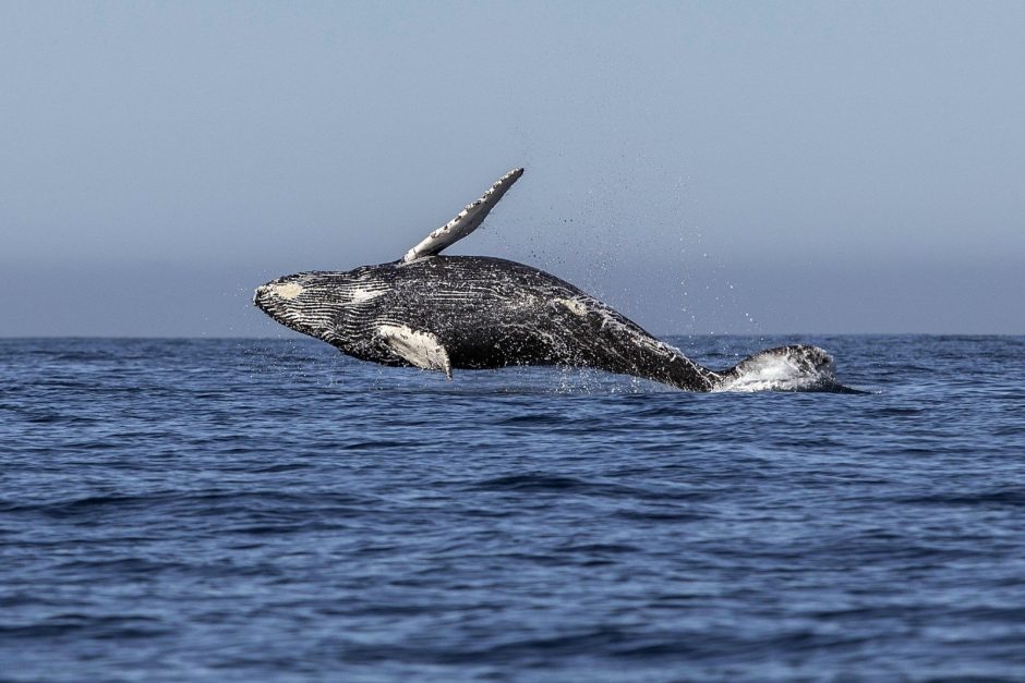 Japonijos banginių medžiotojai per naujausią ekspediciją sumedžiojo 177 banginius