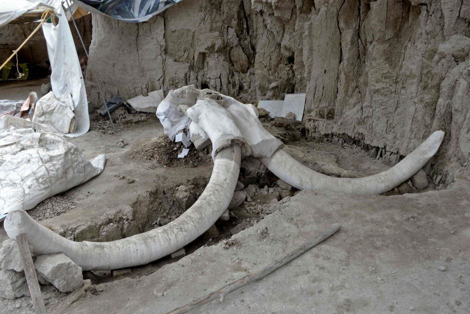 Meksikoje archeologai rado dešimčių mamutų liekanas