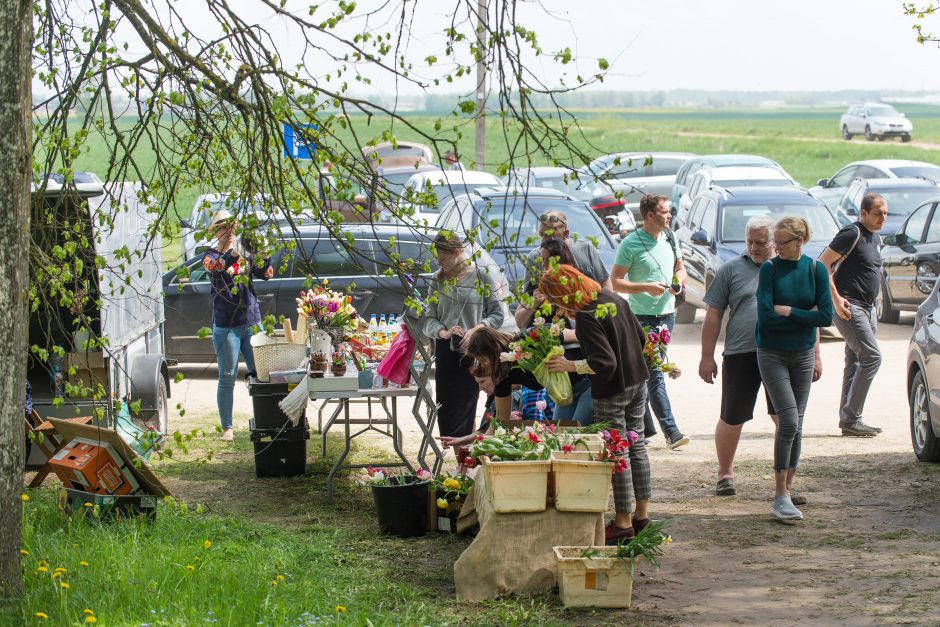 Burbiškio dvaro parke – tulpių jūra