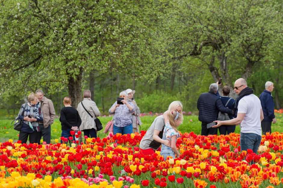 Burbiškio dvaro parke – tulpių jūra