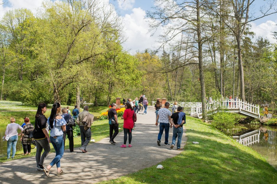 Burbiškio dvaro parke – tulpių jūra