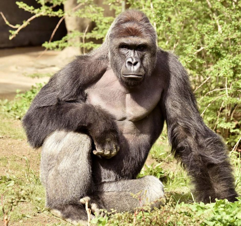 JAV zoologijos sode nušauta gorila, į jos aptvarą įkritus mažamečiui