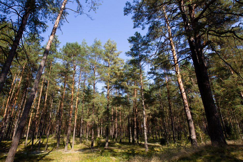 Steigiama per šimtą genetinių draustinių medžiams saugoti