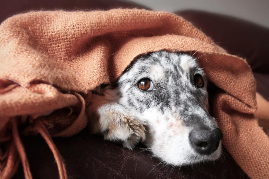Erkių platinama  liga – šunų babeziozė