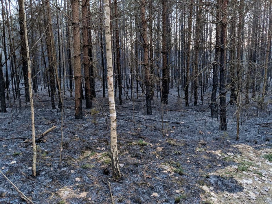 Ugniagesiai skubėjo gesinti mišką ir pastatus naikinančio gaisro