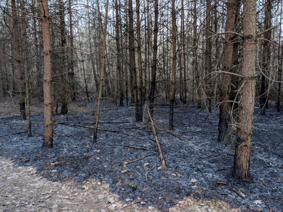 Ugniagesiai skubėjo gesinti mišką ir pastatus naikinančio gaisro