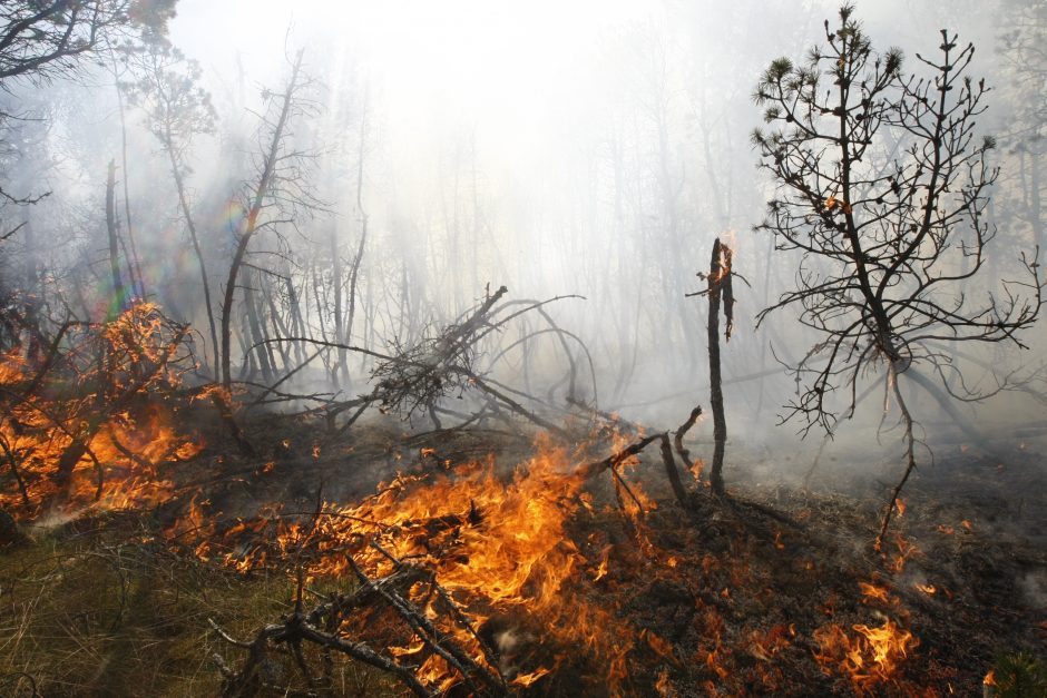 Ugniagesiai įspėja: miškuose – didelis gaisrų pavojus