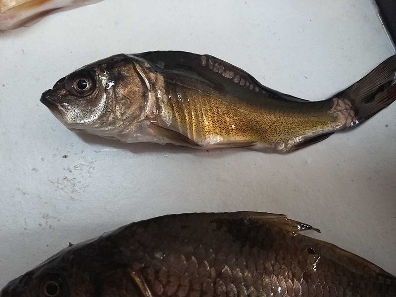 Gaištančių žuvų skandalas: valstybės institucijos mėto ir slepia pėdsakus?
