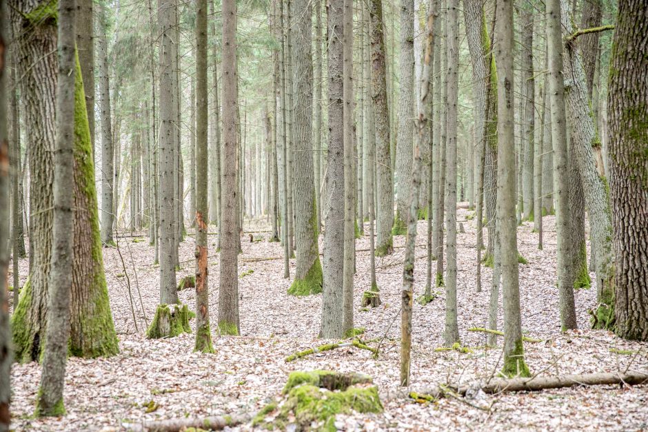 Pakarklės miškas – tikras lobynas: yra sakančių, kad čia Lietuvos Šveicarija