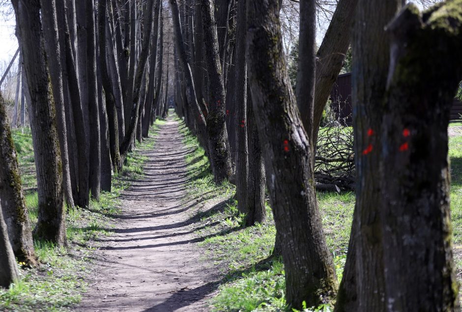 Gyventojams pagailo pjaunamų liepų: esame pasibaisėję