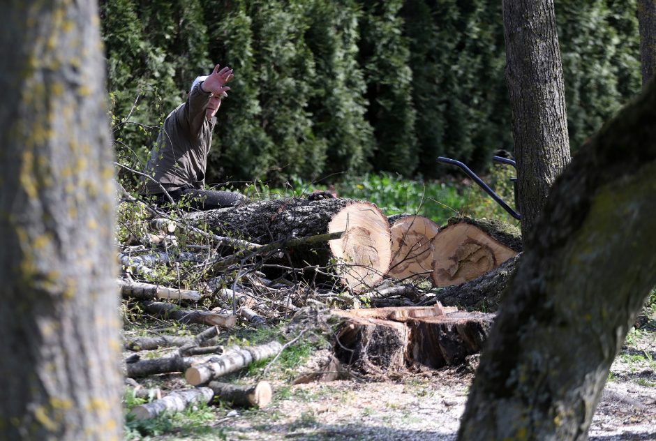 Gyventojams pagailo pjaunamų liepų: esame pasibaisėję