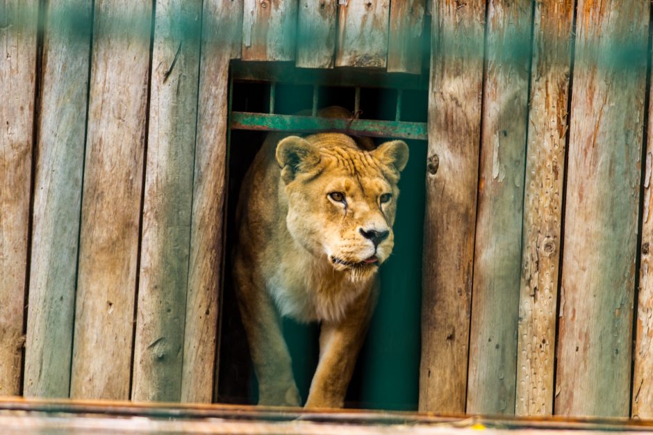 Plėšrūnų prižiūrėtojas: su gyvūnais patiri mažiau streso nei su žmonėmis