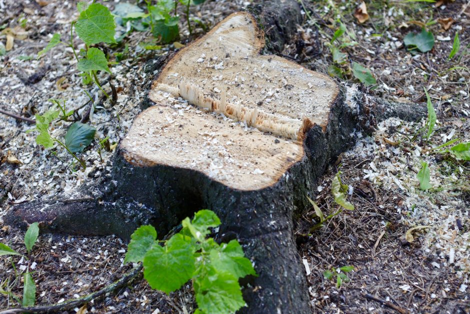 Kodėl Kaune vėl pjaunami medžiai?