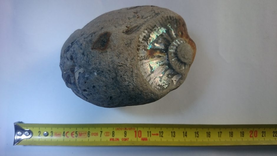 Baltijos jūros dovana – fosilija