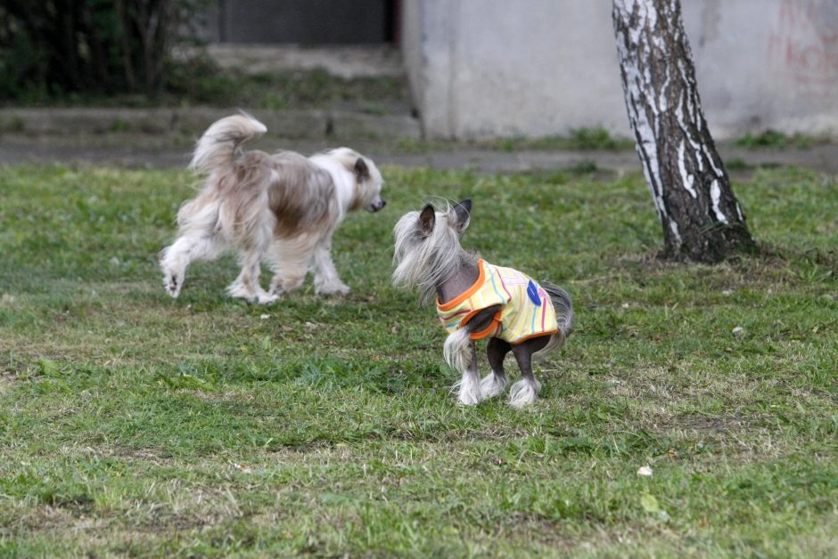 Tikrintojai pažeidėjų ieškojo vakarais