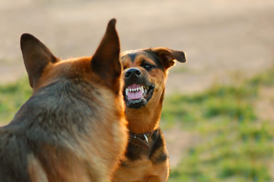 Klaipėdiečius baugina agresyvus šuo