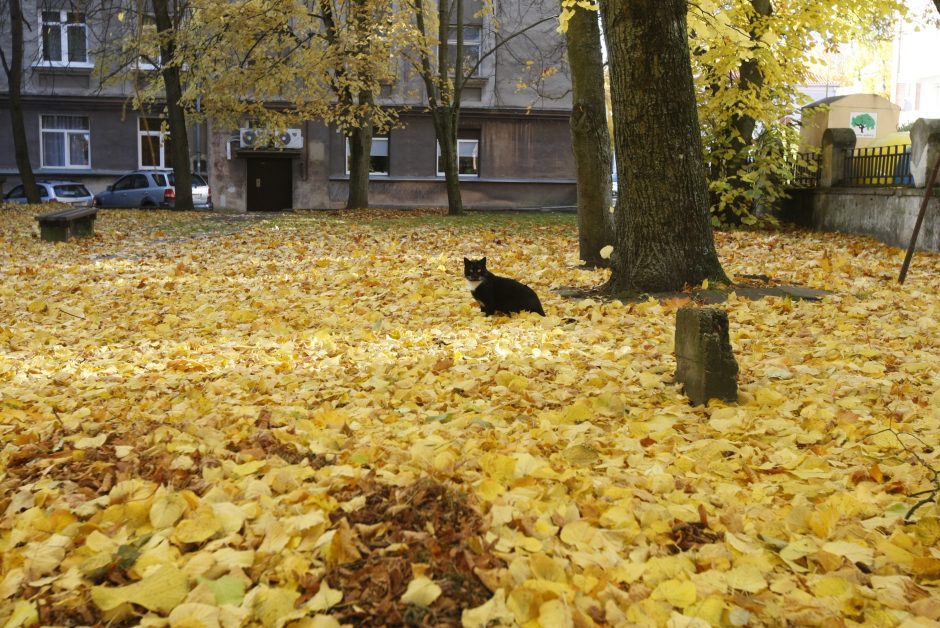 Gyventojai raginami greičiau apsispręsti dėl kiemų tvarkymo