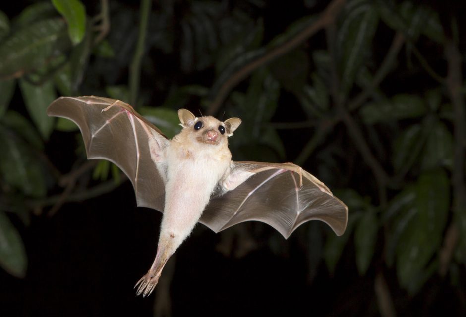 Dėl šikšnosparnių – klaipėdiečių nuostaba