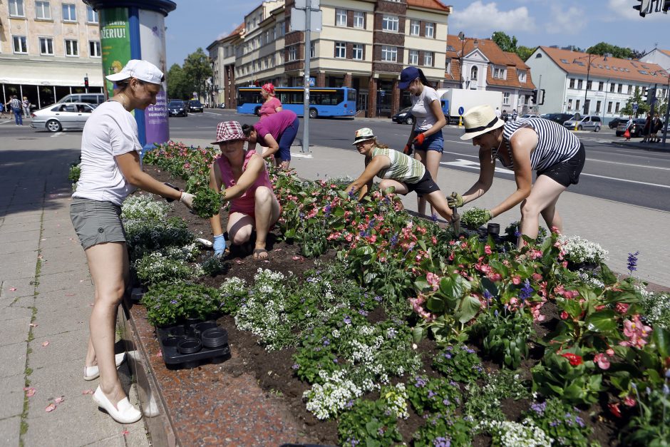 Gėlynams Klaipėdoje – tūkstančiai eurų