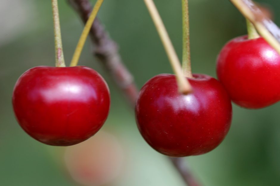 Prie vyšnių zuja ne tik vaikai, bet ir širšės