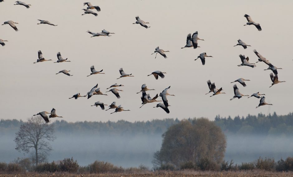 Lietus antradienį pasitrauks, bet oras vės dar labiau