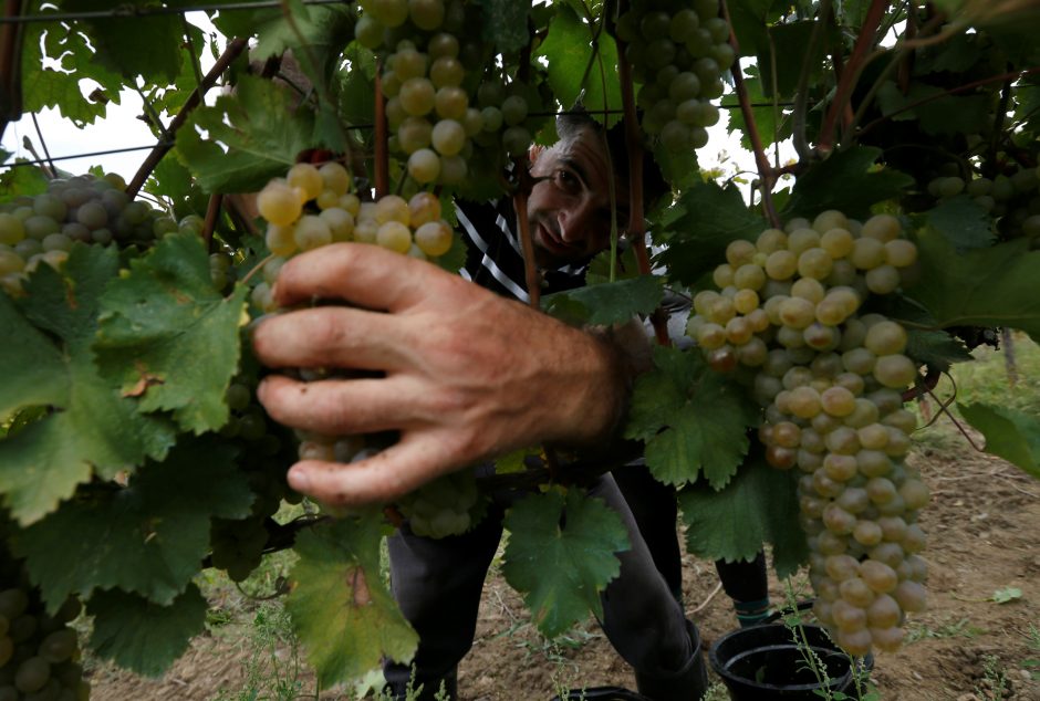 Gruzija praneša apie beveik perpus mažesnį vynuogių derlių