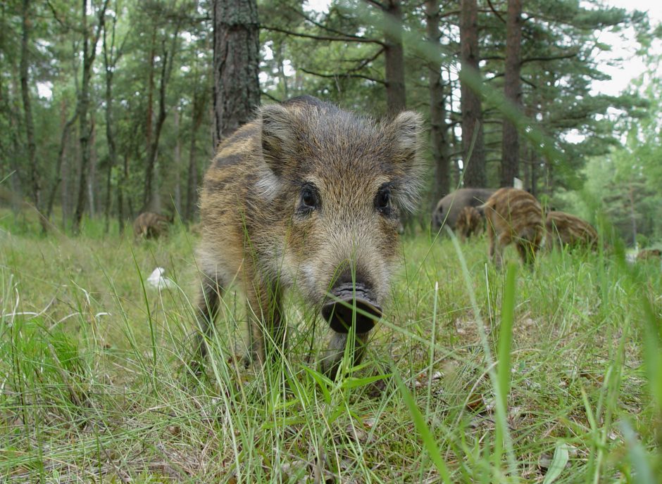 Prie Kauno atslinko kiaulių maro pavojus