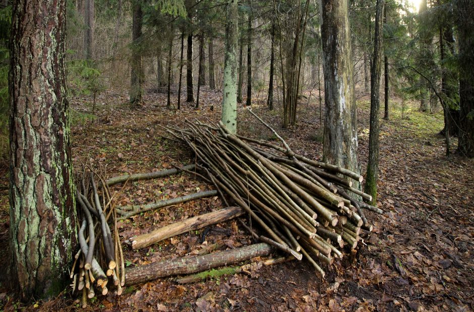 Miškininkų tikslas – stabdyti reformos buldozerį