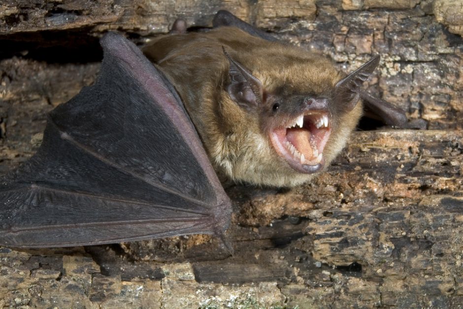 Kad šikšnosparnis įsivels į plaukus savo noru – mažai tikėtina