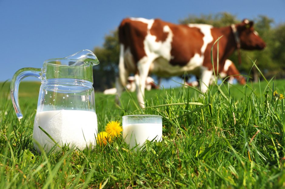 Gamintojai gąsdina: brangs pieno produktai