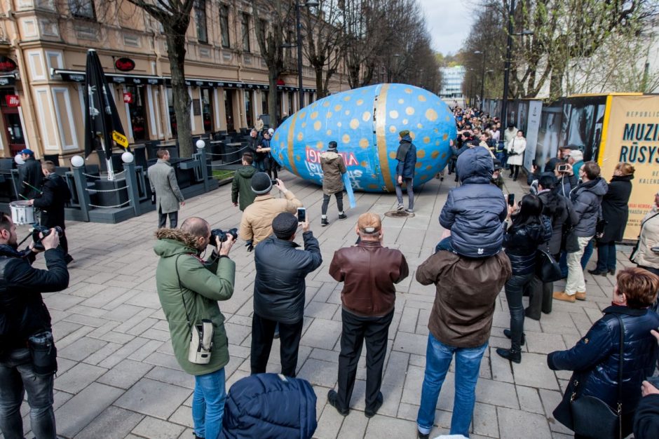 Kauno gatvėmis riedėjo 300 kg svorio margutis