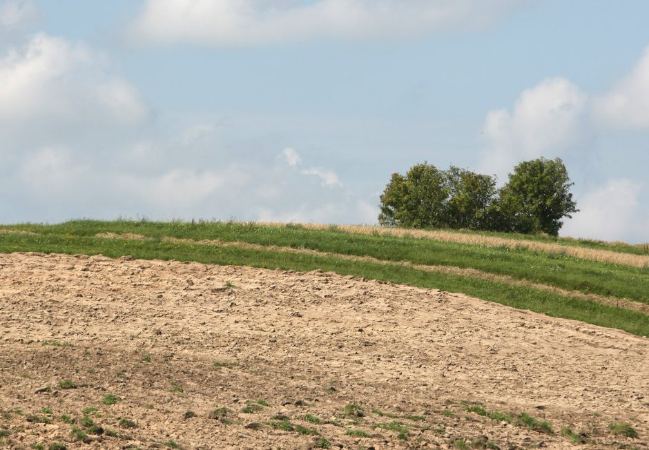 Žemdirbiai: situacija dėl sausų orų yra sudėtinga