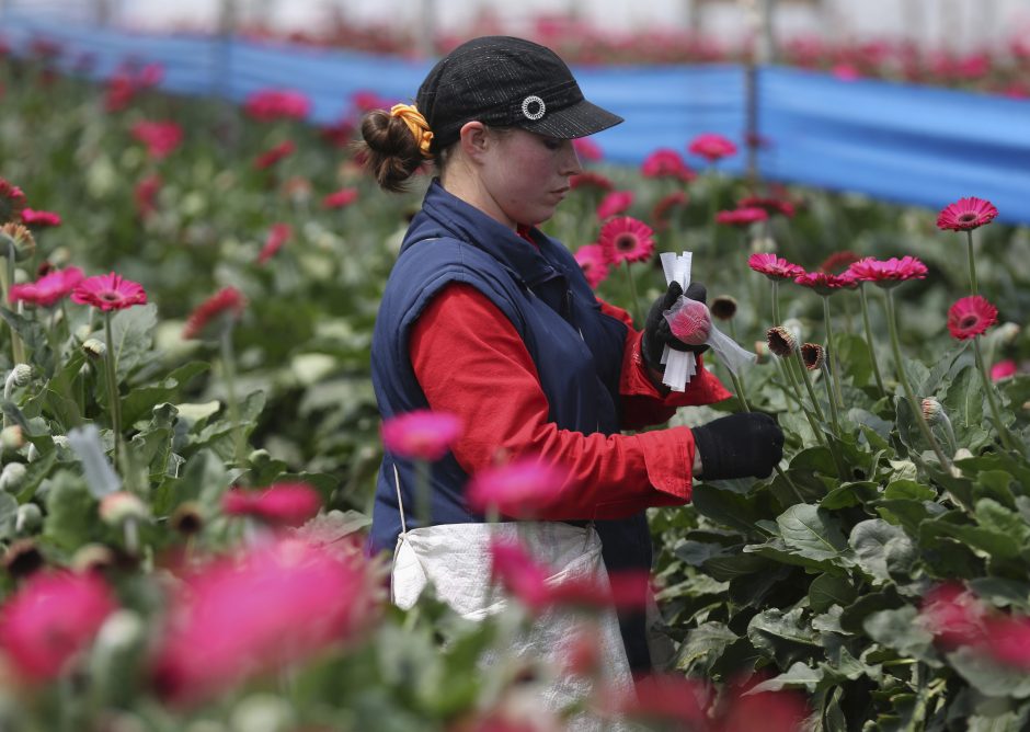 200 migrantų vertė dirbti gėlių ūkyje Britanijoje: vergavo ir daug lietuvių