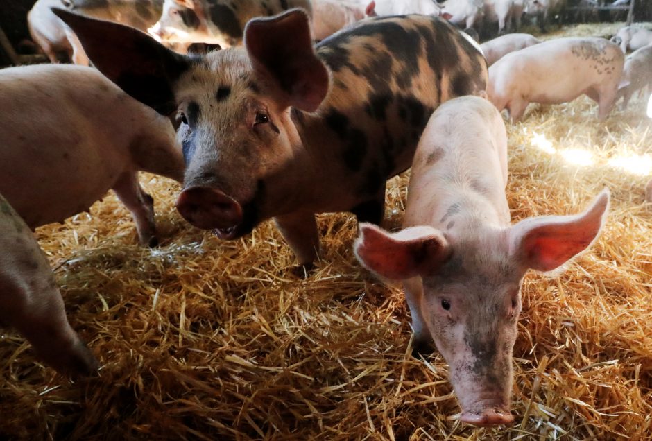 VMVT vadovas: Belgija nesieja kiaulių maro užkrato su Baltijos šalimis