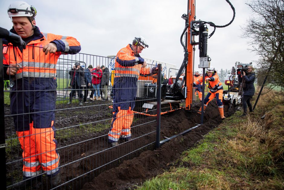 Kiaulių maro grėsmė: danai stato tvorą Vokietijos pasienyje