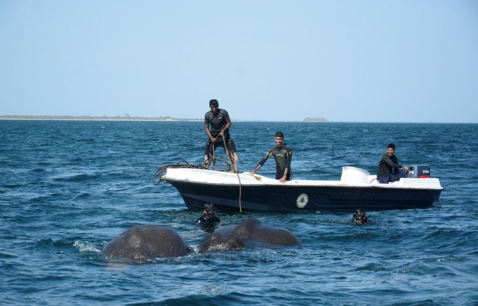 Šri Lankos karinis laivynas išgelbėjo du į jūrą nuneštus dramblius