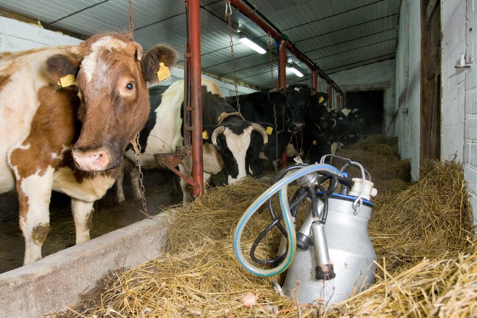 Iš pieno verslo traukiasi tūkstančiai šalies ūkių