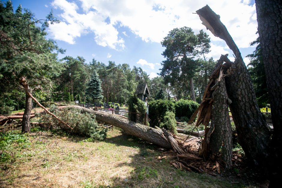 Iki tragedijos – vienas žingsnis: prie kapinių vėjo neatlaikė pušis