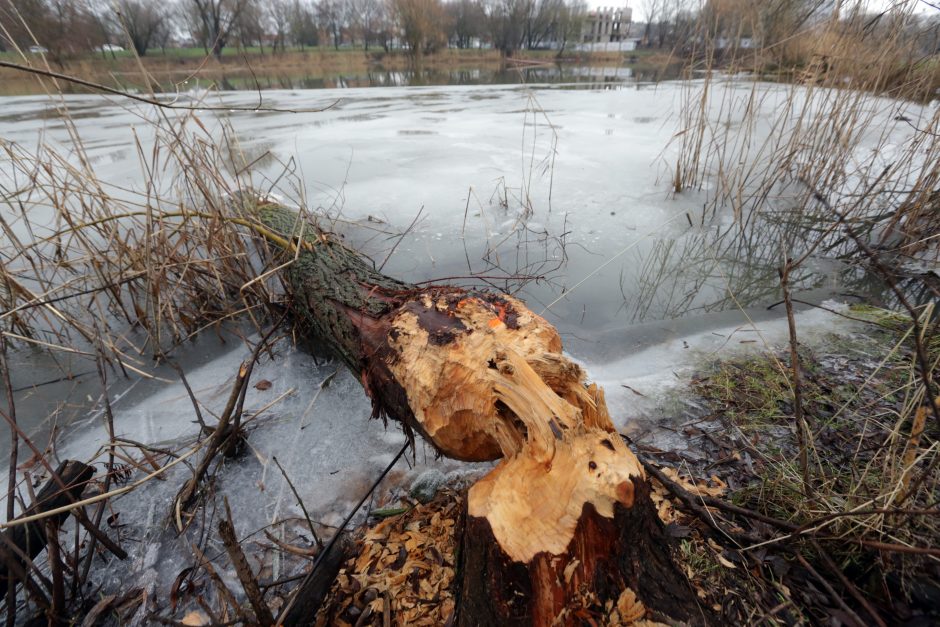 Malūno tvenkinyje – bebrų puota