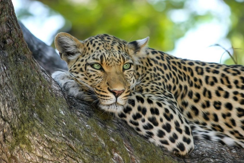 Indijoje leopardai sudraskė mažiausiai tris vaikus