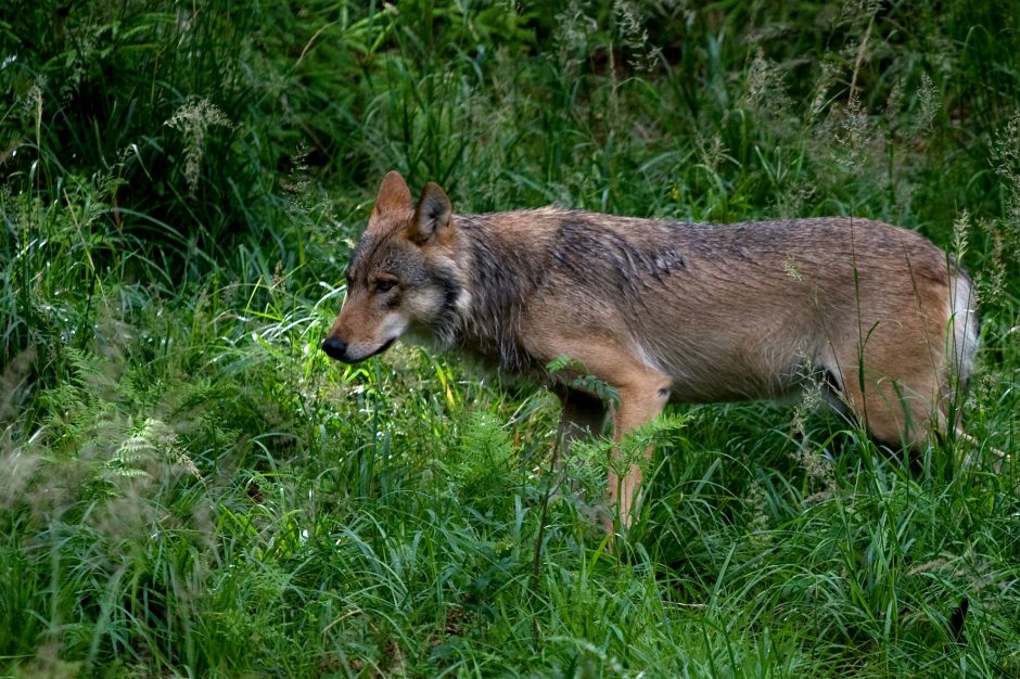 Nuo vilkų nukentėję ūkininkai galės tikėtis didesnės paramos