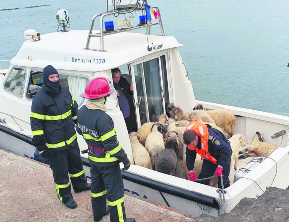 Gyvūnų gabenimo laivai – vieni pavojingiausių