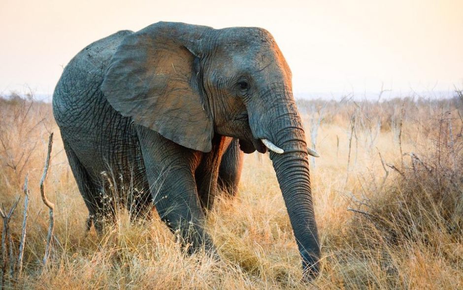 Zimbabvėje dramblys mirtinai sutrypė moterį ir kūdikį
