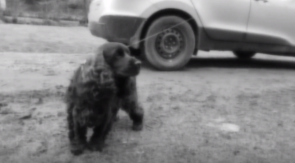 Šiurpus nutikimas: taksi automobilis grindiniu vilko šunį