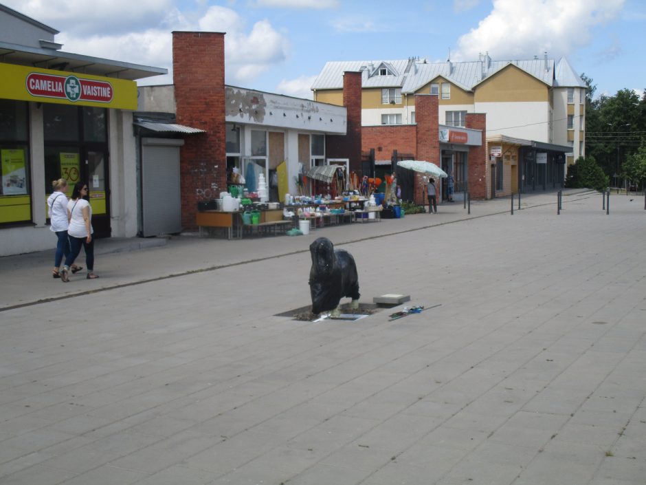 Žaliakalnyje pastatyta skulptūra legendinei Kauno senbernarei Bitei (pamatykite)